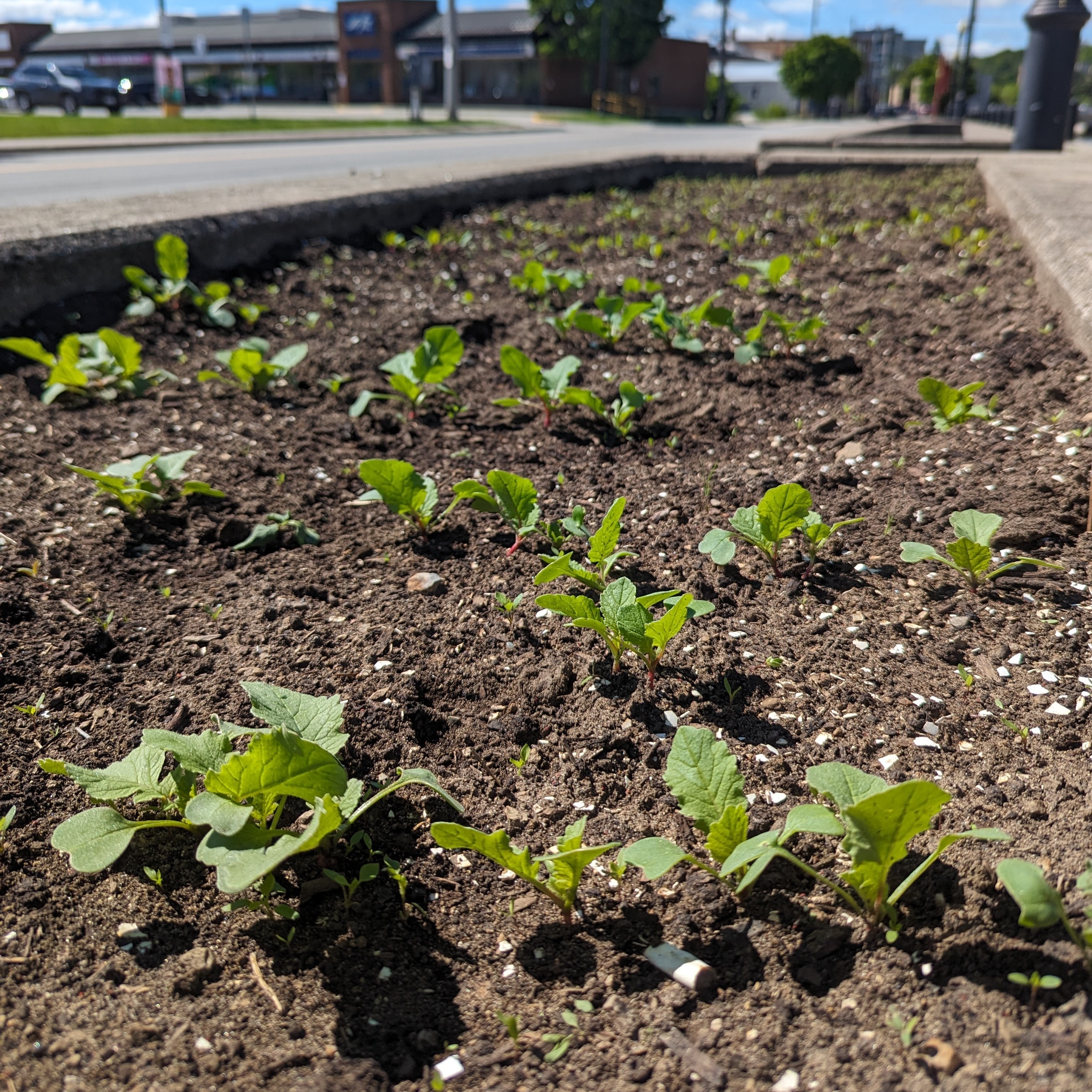small plants in large stone planter